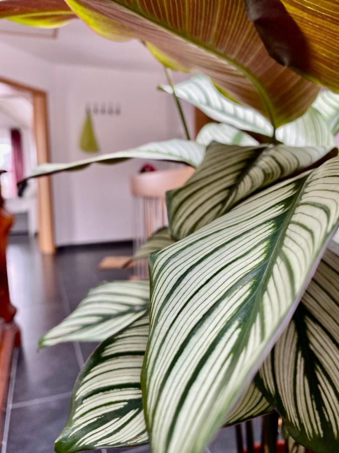 Moderne Ferienwohnung Seeblick Freudenberg  Exteriör bild